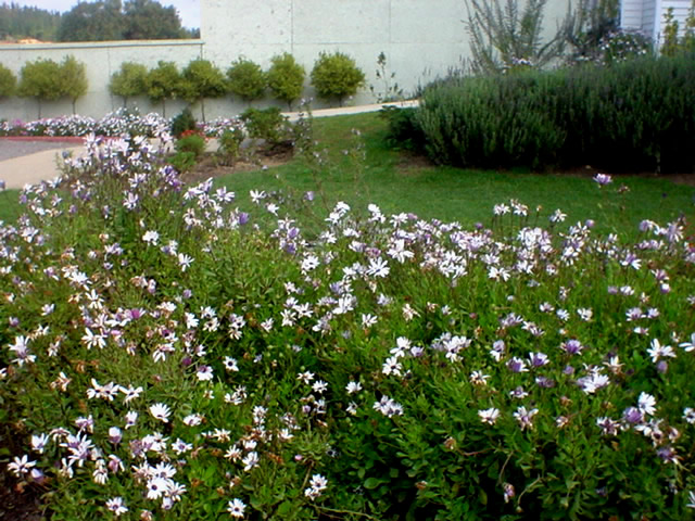 MANTENCION JARDINES