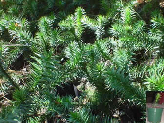 ARAUCARIA