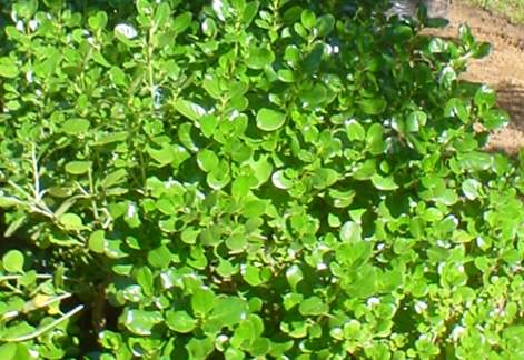 COPROSMA