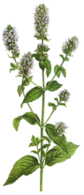Menta