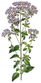 Oregano
