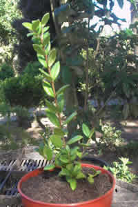 Arrayan