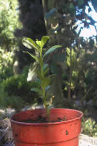 Laurel