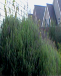 Lavanda