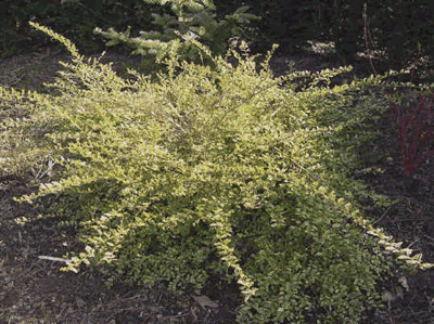 Lonicera