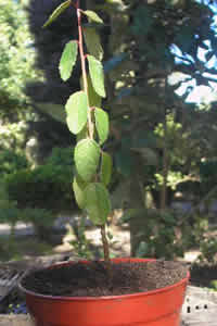 PATAGUA