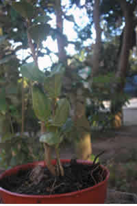 PEUMO