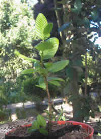 RAULI